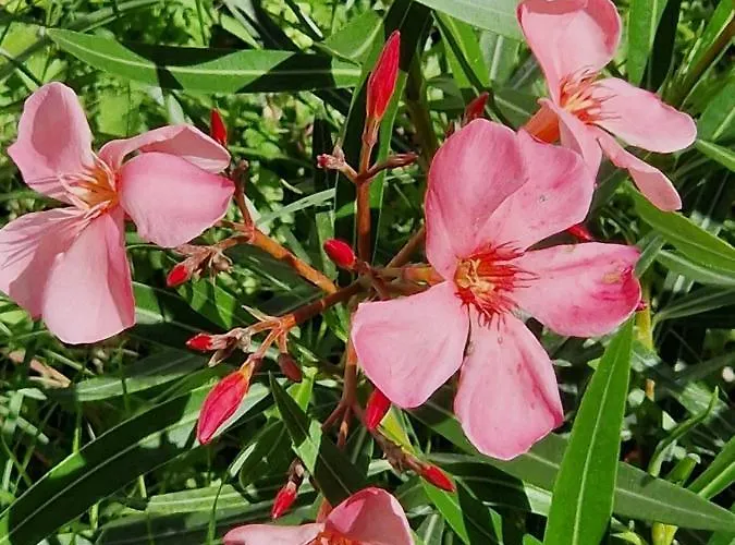 Garden & View Apartmán La Spezia