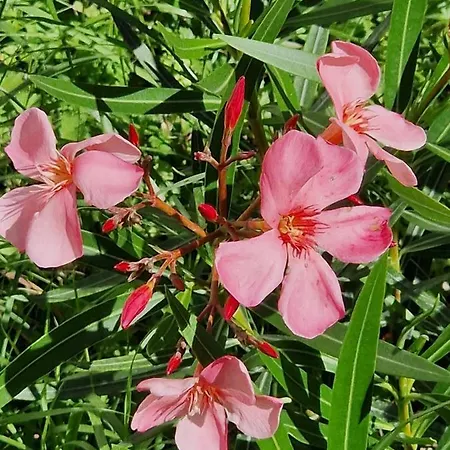 Garden & View דירה לה ספציה